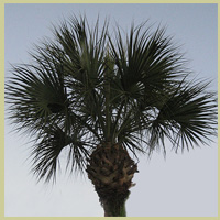 Palm Tree at the Aramay